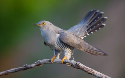 Cuckoo: Faszinierende Fakten über den Kuckucksvogel cuckoo