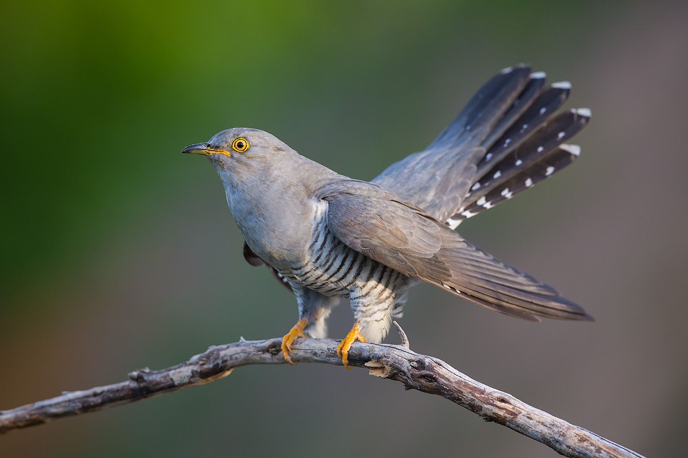 cuckoo