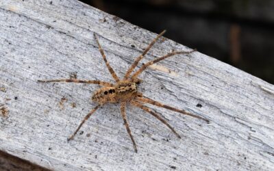 Nosferatu Spinne