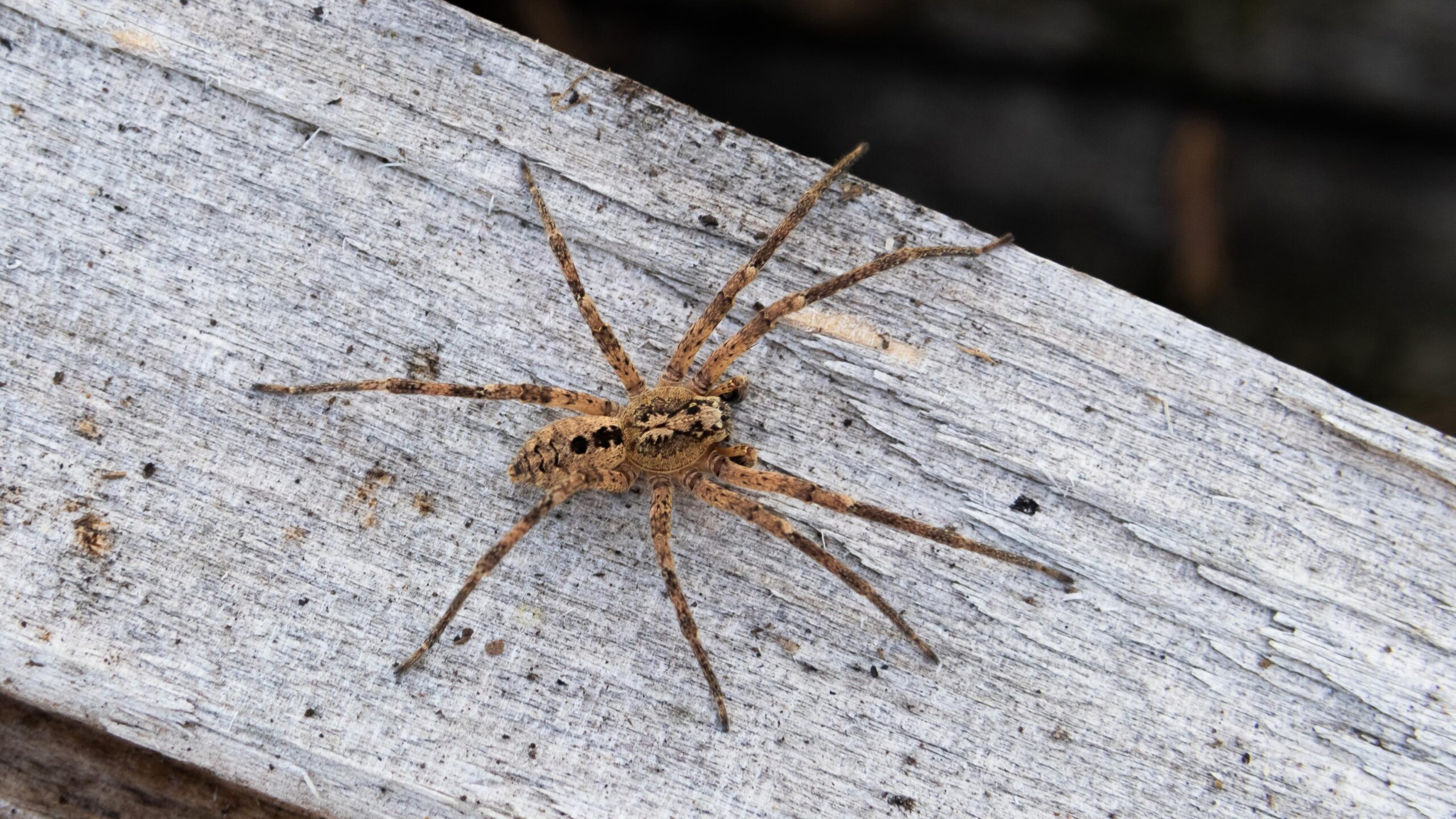 Nosferatu Spinne