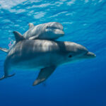dolphin