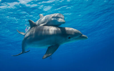 dolphin